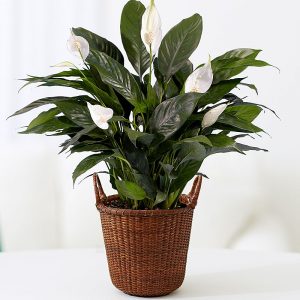 Indoor Plant - Eco friendly gift